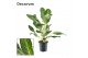 Aglaonema keylime Decorum 