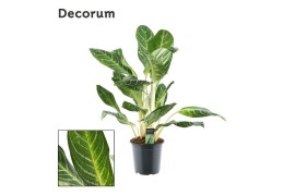Aglaonema keylime Decorum