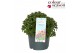 Nepeta Purssian Blue 