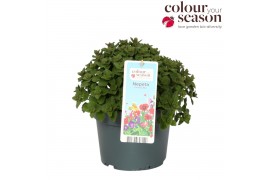 Nepeta Purssian Blue