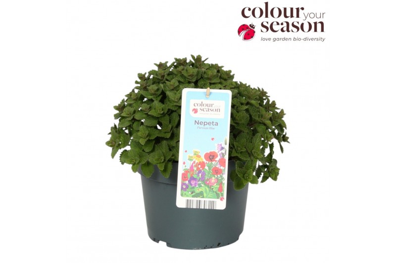 Nepeta Purssian Blue 