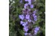 Nepeta Purssian Blue 