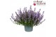 Nepeta Purssian Blue 