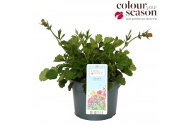 Geum scarlet tempest