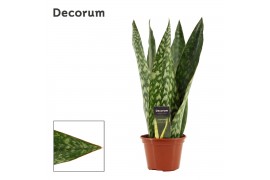 Sansevieria jamaiquina queen decorum