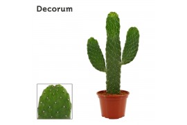 Opuntia consolea rubescens (Decorum)