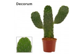 Opuntia Opuntia consolea rubescens 9 cm (Decorum)