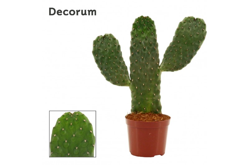 Opuntia Opuntia consolea rubescens 9 cm (Decorum) 