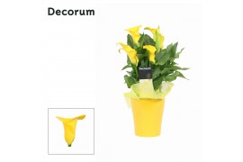 Zantedeschia sunclub geel decorum in ompot amy geel Pasen