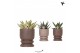 Succulenten mix Kolibri Greens Succulenten mix in Vintage pot mix 1 pp 