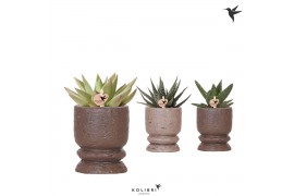 Succulenten mix Kolibri Greens Succulenten mix in Vintage pot mix 1 pp