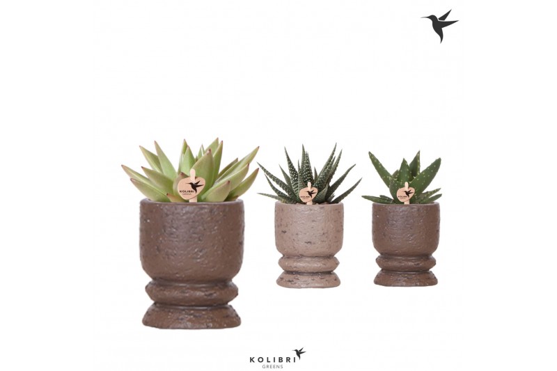 Succulenten mix Kolibri Greens Succulenten mix in Vintage pot mix 1 pp 