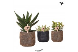 Succulenten mix Kolibri Greens Succulenten mix in Moon pot mix 1 pp  c