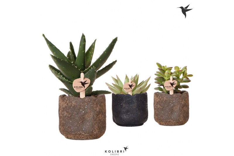 Succulenten mix Kolibri Greens Succulenten mix in Moon pot mix 1 pp  c 