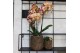 Succulenten mix Kolibri Greens Succulenten mix in Moon pot mix 1 pp  c 