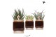 Succulenten mix Kolibri Greens Succulent mix in Classy Cube pot cm dia 