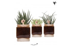 Succulenten mix Kolibri Greens Succulent mix in Classy Cube pot cm dia