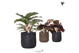 Calathea mix Kolibri Greens Calathea mix in Moon pot mix 1 pp  cm diam
