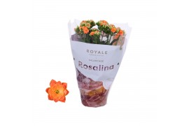 Kalanchoe rosalina oranje royale