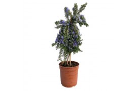Rosmarinus prostratus officinalis op stam