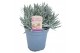Lavandula angustifolia 