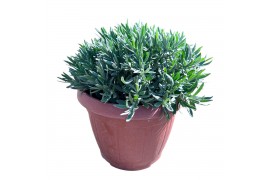 Lavandula angustifolia