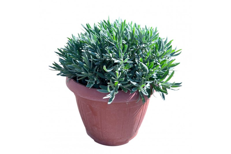 Lavandula angustifolia 