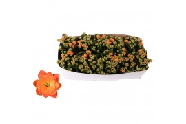 Kalanchoe rosalina don pedro Traykraag