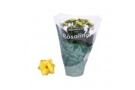 Kalanchoe rosalina geel