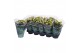 Kalanchoe rosalina geel 