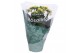Kalanchoe rosalina geel 