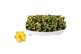 Kalanchoe rosalina don amarillo Traykraag