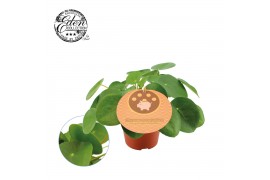 Pilea peperomioides Pilea Peperomioides 12cm Engels etiket
