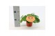 Pilea peperomioides Pilea Peperomioides 12cm Engels etiket 