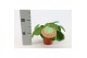 Pilea peperomioides Pilea Peperomioides 12cm Nederlands etiket 