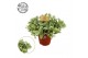 Tradescantia Brightness Tradescantia Brightness 15cm 15 - 19  cm 