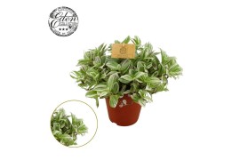 Tradescantia Brightness Tradescantia Brightness 15cm 15 - 19  cm