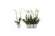 Phalaenopsis wit 2 tak - 18+ bloemen grijs keramiek 