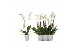 Phalaenopsis wit 2 tak - 18+ bloemen grijs keramiek