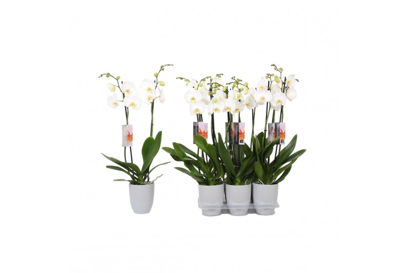 Phalaenopsis wit 2 tak - 18+ bloemen grijs keramiek 