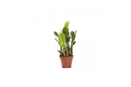 Zamioculcas zamiifolia