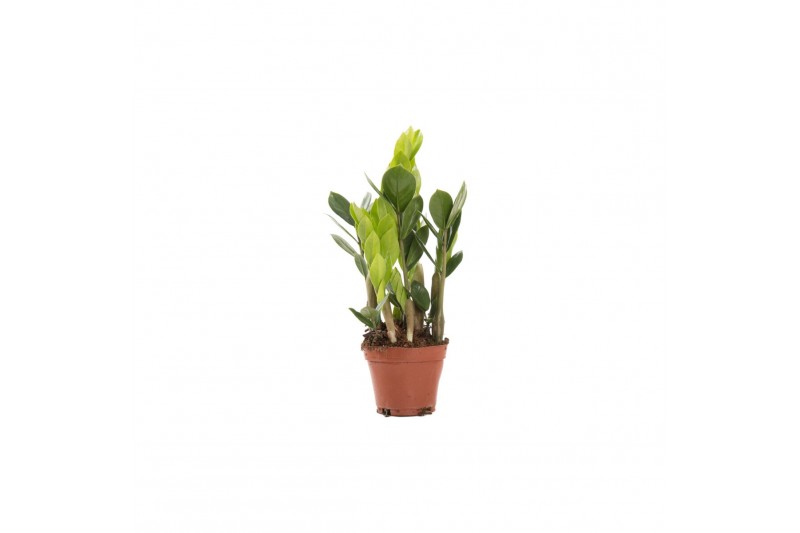 Zamioculcas zamiifolia 