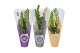 Zamioculcas zamiifolia MoreLIPS® Zamioculcas in Showhoes ( winterkleur 