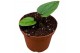 Anthurium anthurium ace of spades x dressleri zonder bloem bl. 