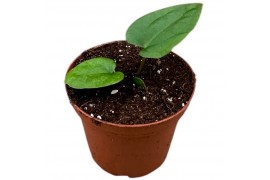 Anthurium anthurium ace of spades x dressleri zonder bloem bl.
