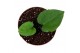 Anthurium anthurium ace of spades x dressleri zonder bloem bl. 