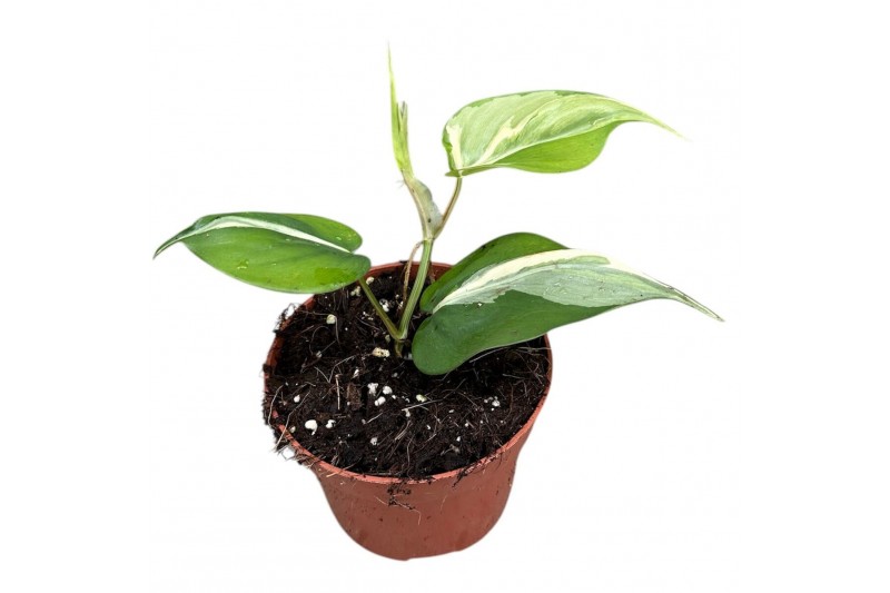 Philodendron Philodendron Rio 1 pp 