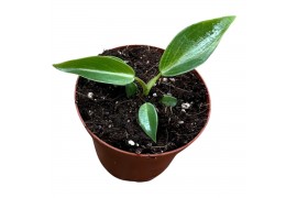 Philodendron Philodendron Spiritus Sancti 1 pp