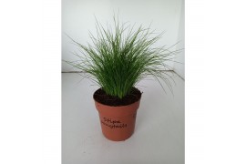 Stipa ponytails