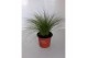 Stipa ponytails 